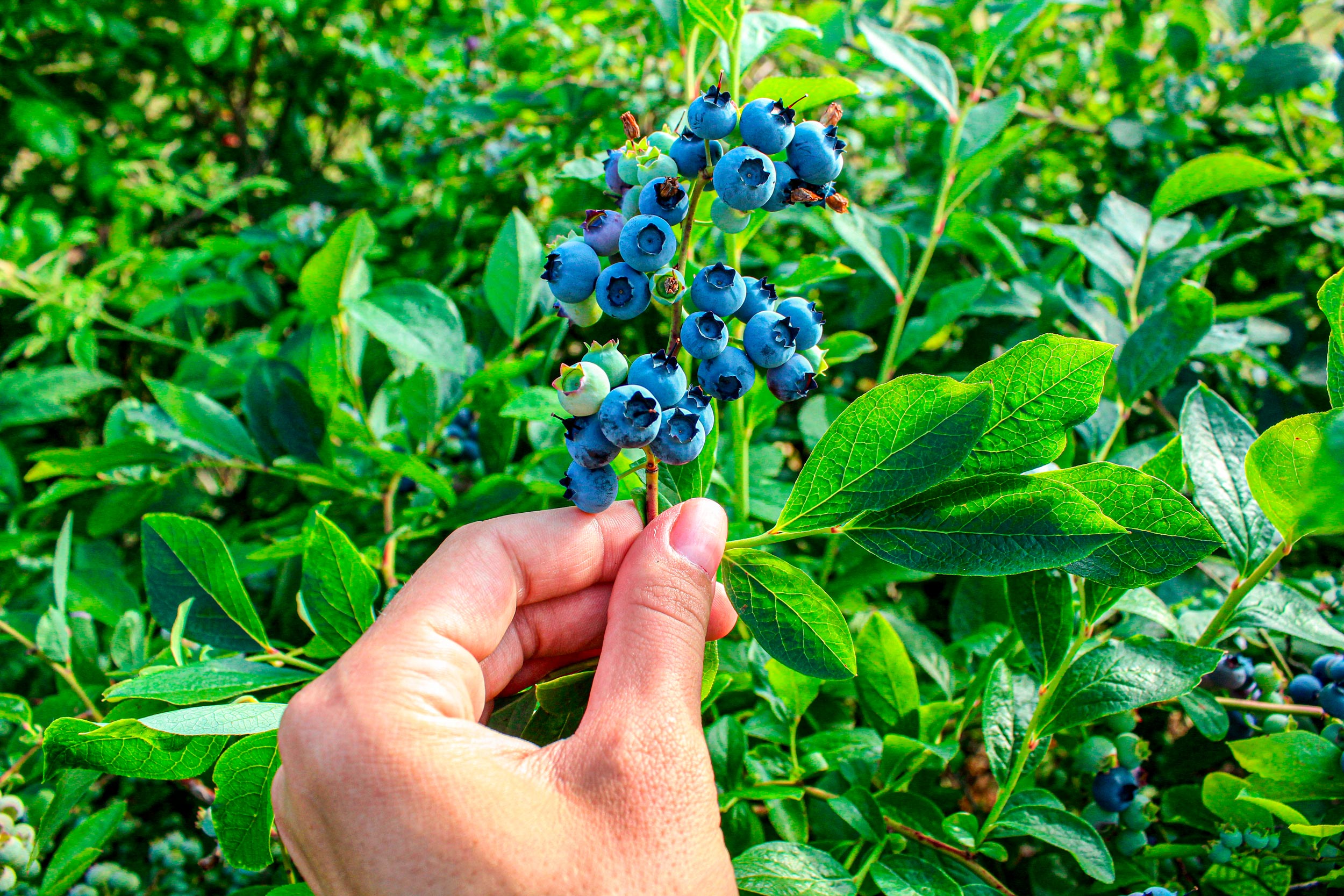 Ripe-blueberries-on-the-bush-in-her-hand-shutterstockb.jpg
